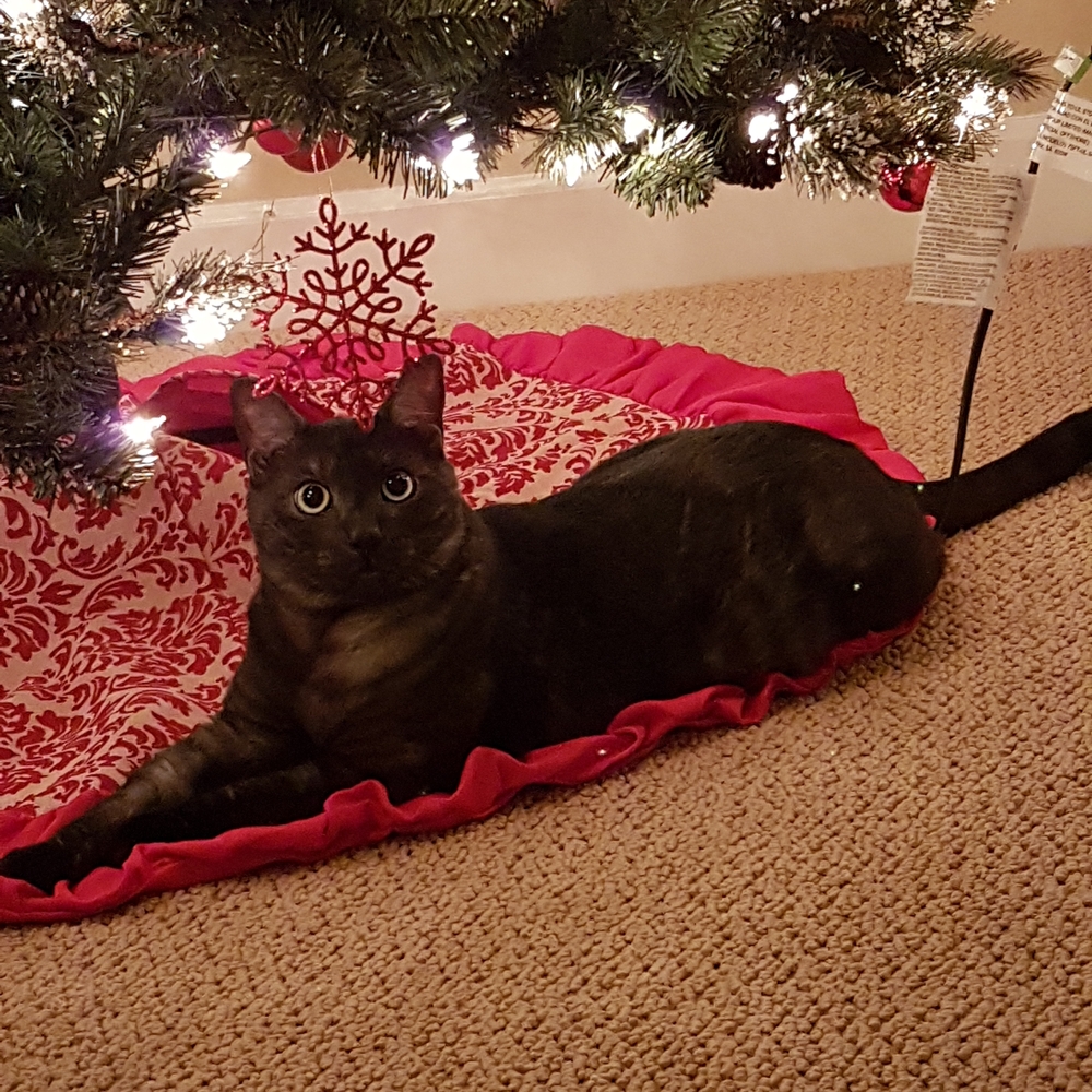 Fur Babies Go Live !!